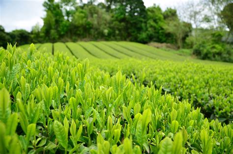 無錫哪裏販賣茶葉：關於茶文化的深度探索